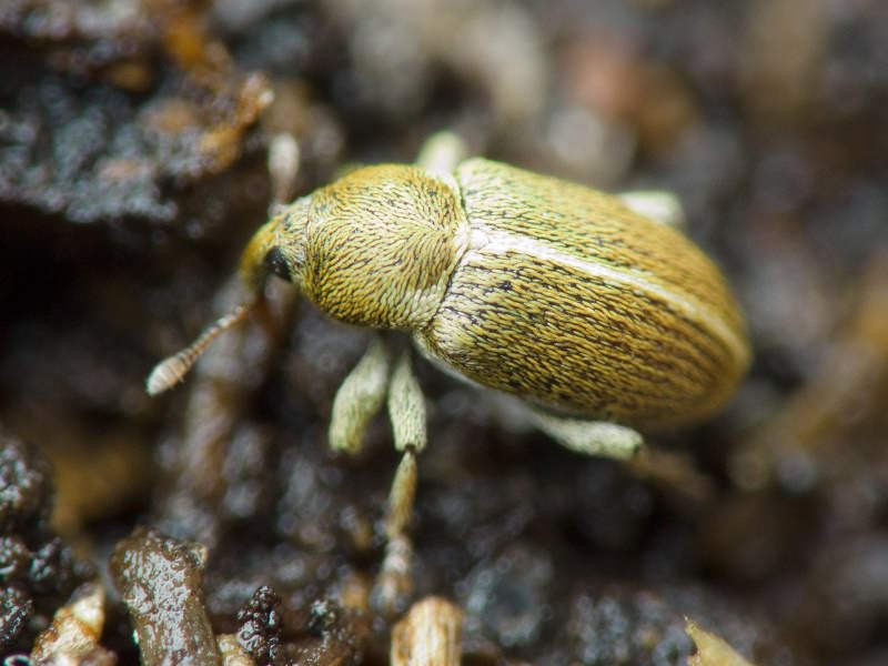 Tychius meliloti (Stephens, 1831)